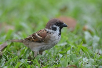 Moineau friquet (Eurasian Tree Sparrow)