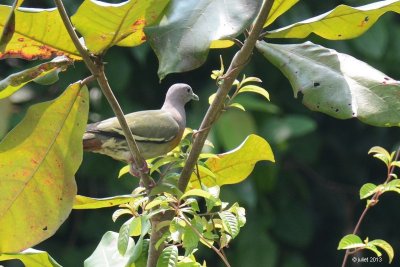 Colombar giouanne (Pink-necked Green Pigeon)