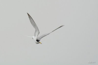 Sterne naine (Little tern)