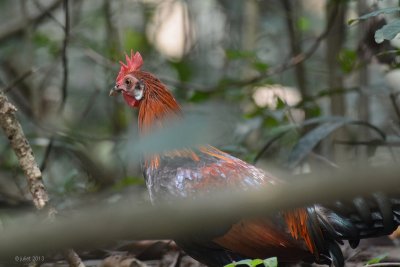 Coq bankiva (Red junglefowl)