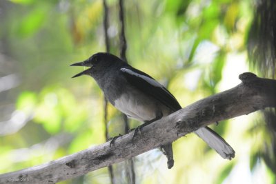 Shama dayal (Oriental Magpie-Robin)