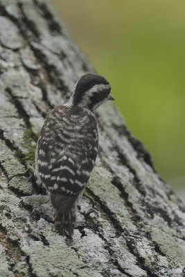 Pic nain (Sunda Pygmy Woodpecker)