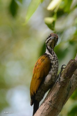 Pic  dos rouge (Common Flameback)
