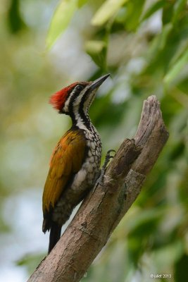 Pic  dos rouge (Common Flameback)