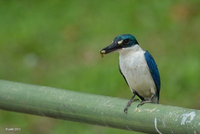 Martin-chasseur  collier blanc (White-collared Kingfisher)