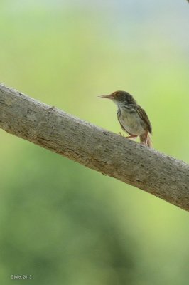 Couturire  longue queue (Common tailorbird)