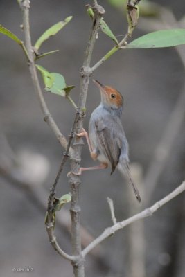 Couturire  tte rousse (Ashy Tailorbird)
