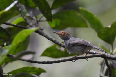 Couturire  tte rousse (Ashy Tailorbird)