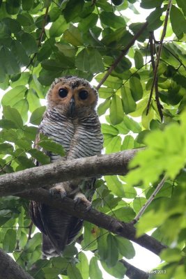 Chouette des Pagodes (Spotted Wood Owl)