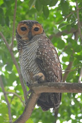 Chouette des Pagodes (Spotted Wood Owl) Strix seloputo