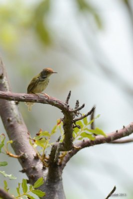 Couturire  longue queue (Common tailorbird)
