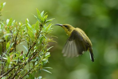 Soumanga  dos vert (Olive-backed sunbird)