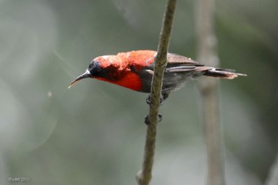 Souimanga siparaja (Crimson Sunbird)