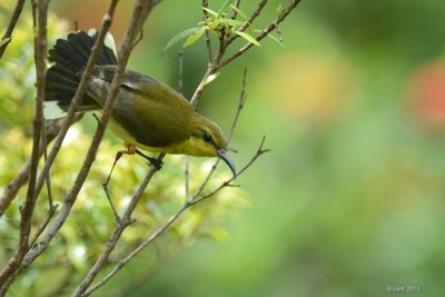 Soumanga  dos vert (Olive-backed sunbird)