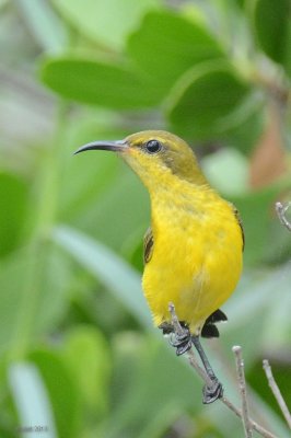 Famille Nectariniidae-Souimanga-Sunbirds