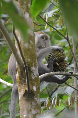 Macaque crabier (Long-tailed Macaque)