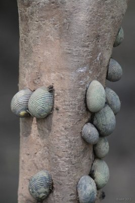 Common Nerite-Siput timba