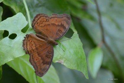 Papillon hedonia (Chocolate pansy)