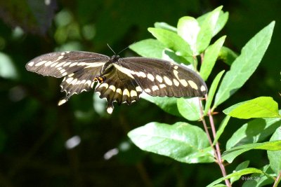 Grand Porte-Queue-Papilio cresphontes Cramer (Giant swallowtail)