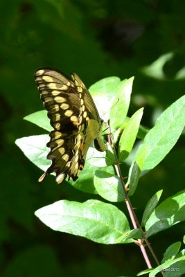 Grand Porte-Queue-Papilio cresphontes Cramer (Giant swallowtail)