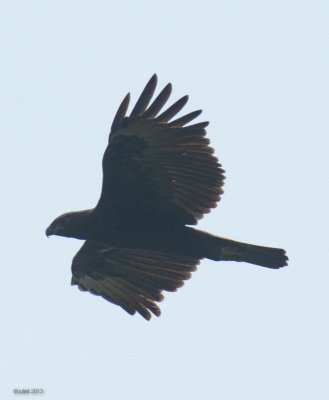 Aigle hupp (Dark morph Changeable Hawk Eagle)