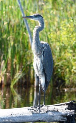 Grand hron (Great blue heron)