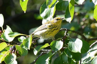 Paruline tigre (Cape May Warbler)