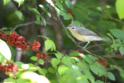 Viréo de Philadelphie (Philadelphia Vireo)