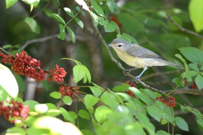 Viro de Philadelphie (Philadelphia Vireo)