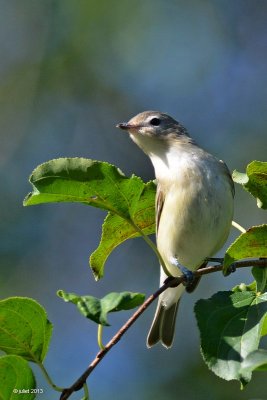 Viro mlodieux (Warbling vireo)