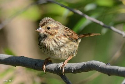 Bruant chanteur (Song sparrow)  