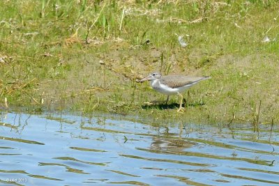 Chevalier grivelé (Spotted sandpiper)