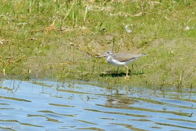 Chevalier grivel (Spotted sandpiper)