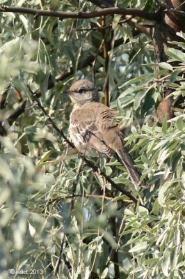 Moqueur polyglotte (Northern Mockingbird)