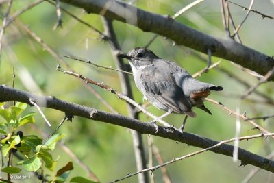 Moqueur chat (Gray catbird)