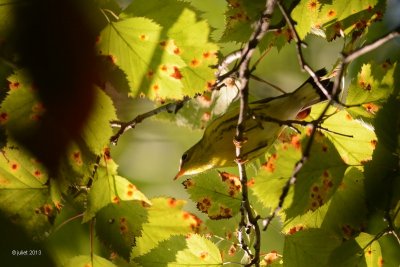 Paruline  tte cendre (Magnolia warbler)