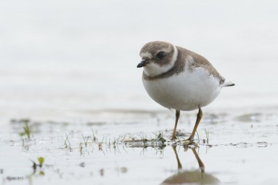 Pluvier semipalm (Semipalmated plover)