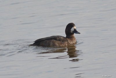 Fuligule (Scaup)