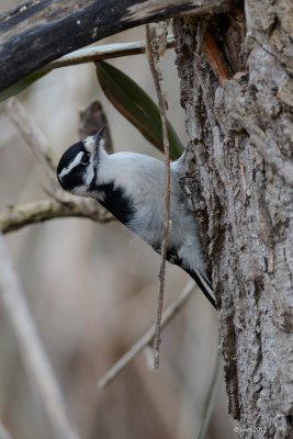 Pic mineur (Downy woodpecker)