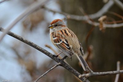 Bruant hudsonien (American tree sparrow)