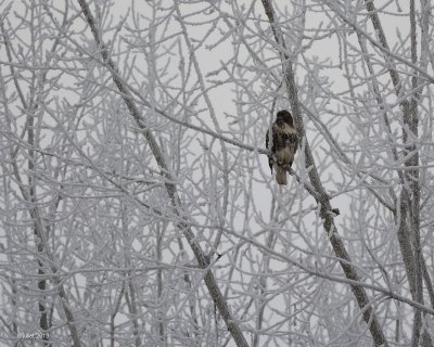 Buse à queue rousse (Red-tailed hawk)