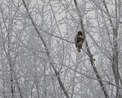 Buse  queue rousse (Red-tailed hawk)