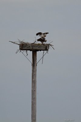 Balbuzard pcheur (Osprey)