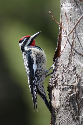 Pic macul (Yellow-bellied sapsucker)