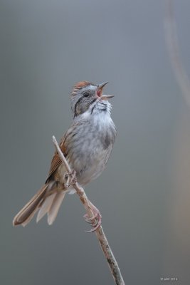 Bruant des marais (Swamp sparrow)