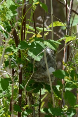 Paruline jaune: construction de nid (Nest building yellow warbler)