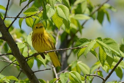 Paruline jaune  mle (Yellow warbler)