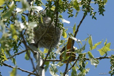 Oriole: construction de nid (Nest building Oriole)