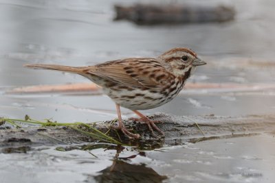 Bruant chanteur (Song sparrow)