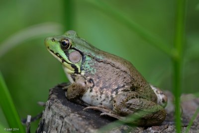 Grenouille verte femelle (Green frog)
